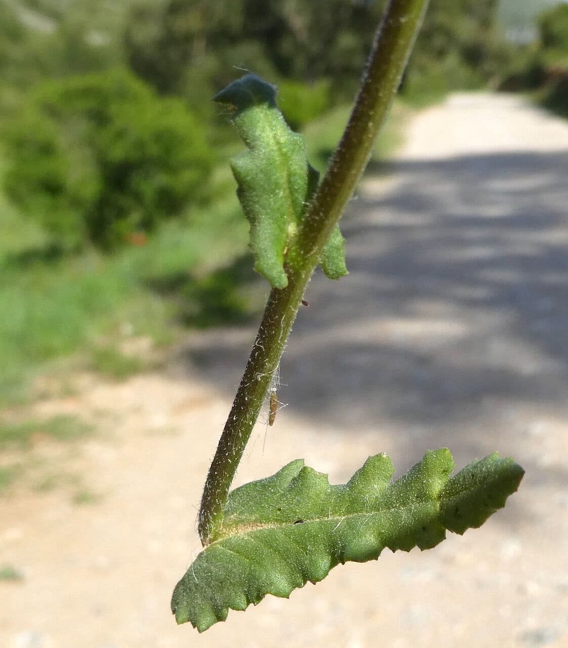 Senecio livido 12