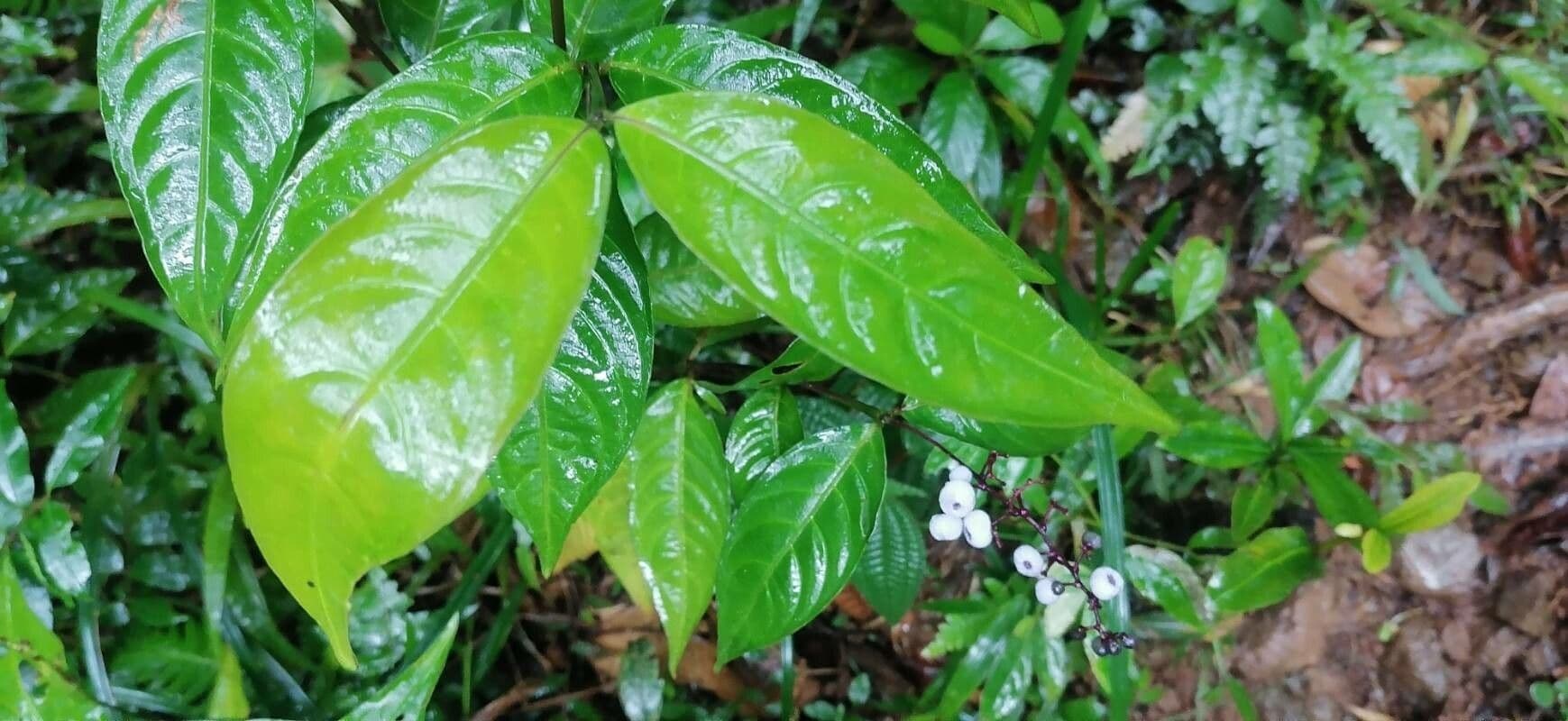 Palicourea deflexa 14