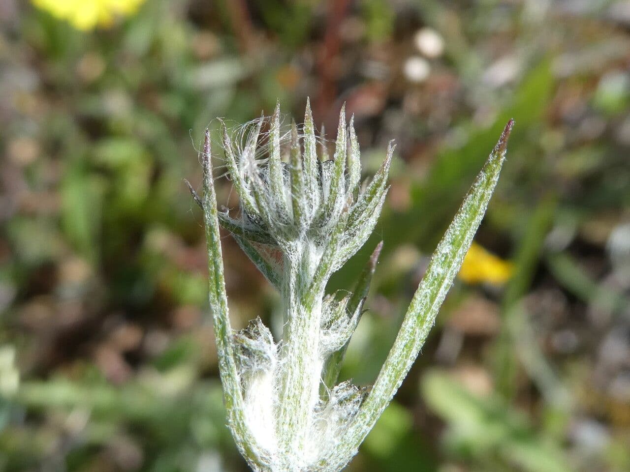Tolpis barbata 29