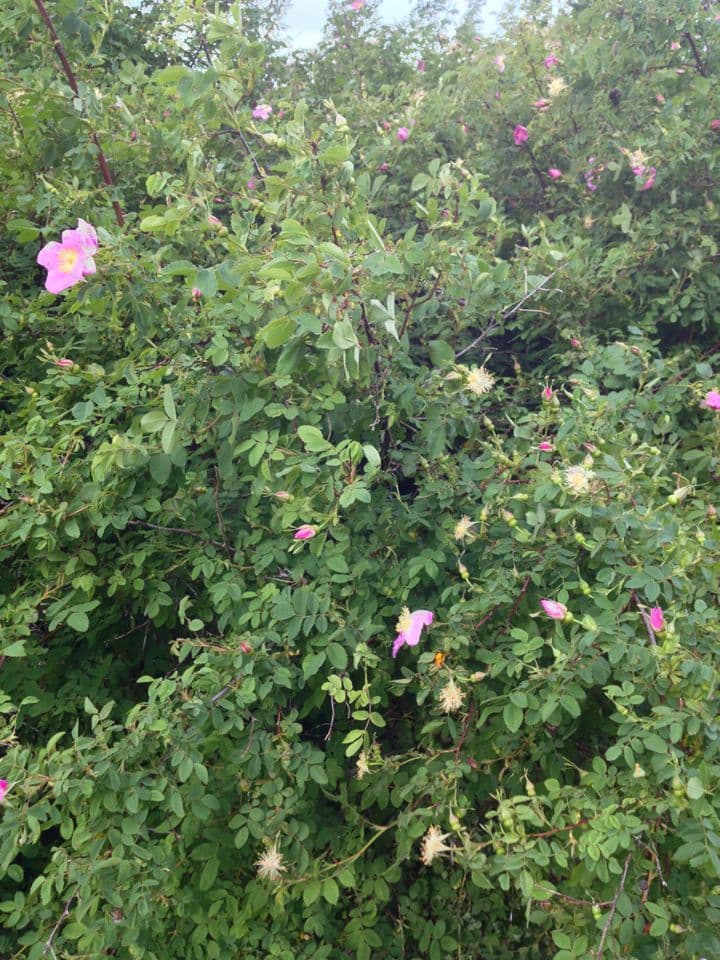 Woods-Rose 11
