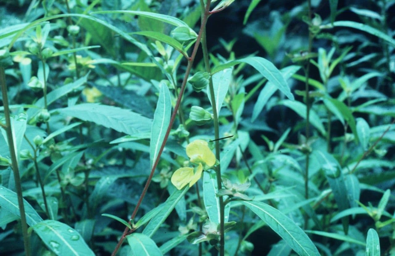 Ludwigia alternifolia 23
