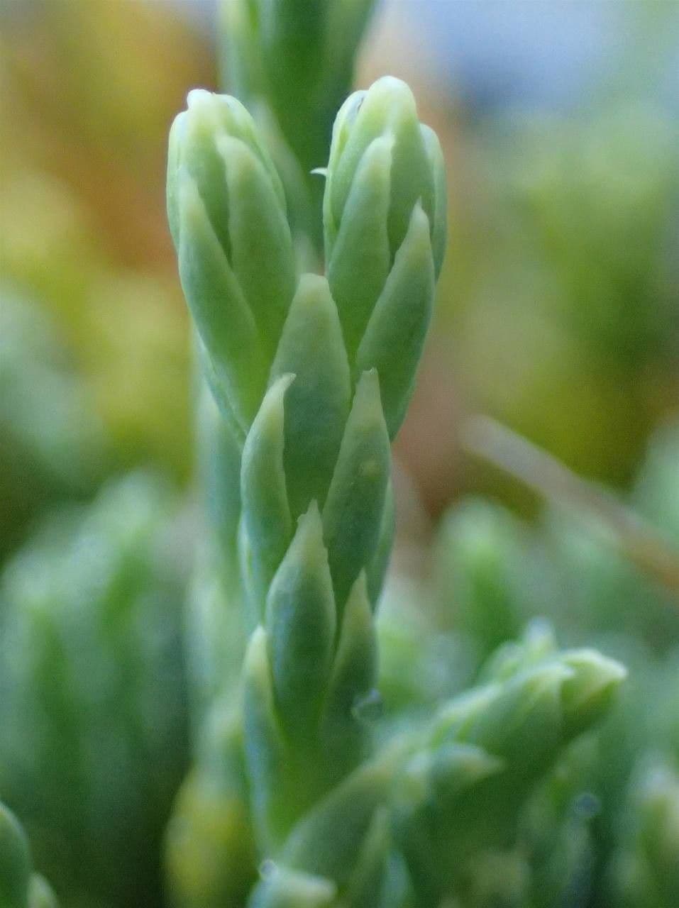 Lycopodium alpinum 3