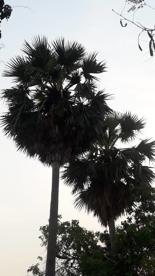 Palma cukrowa 9