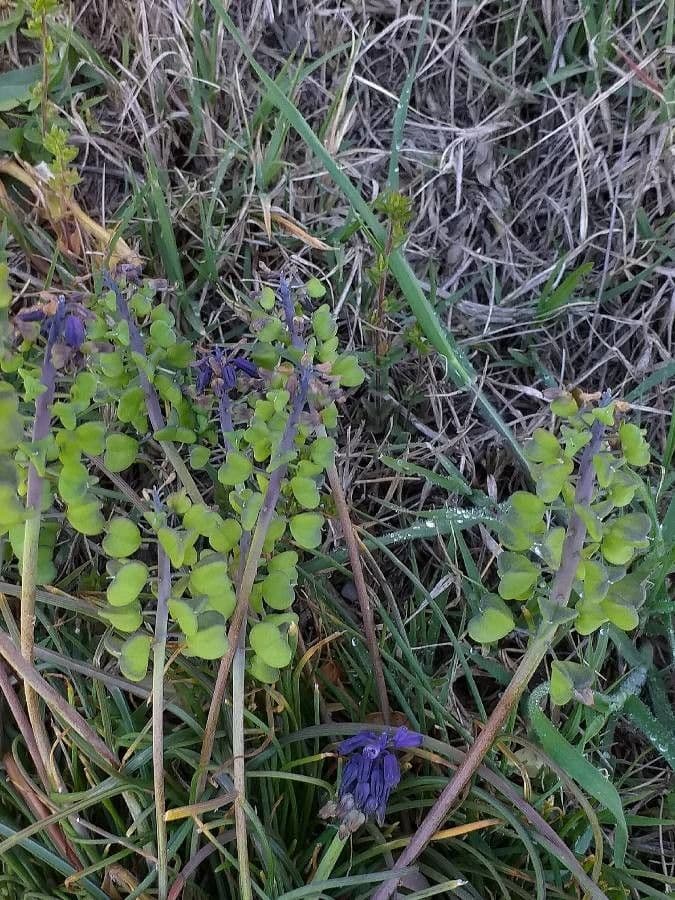 Szafirek miękkolistny 3