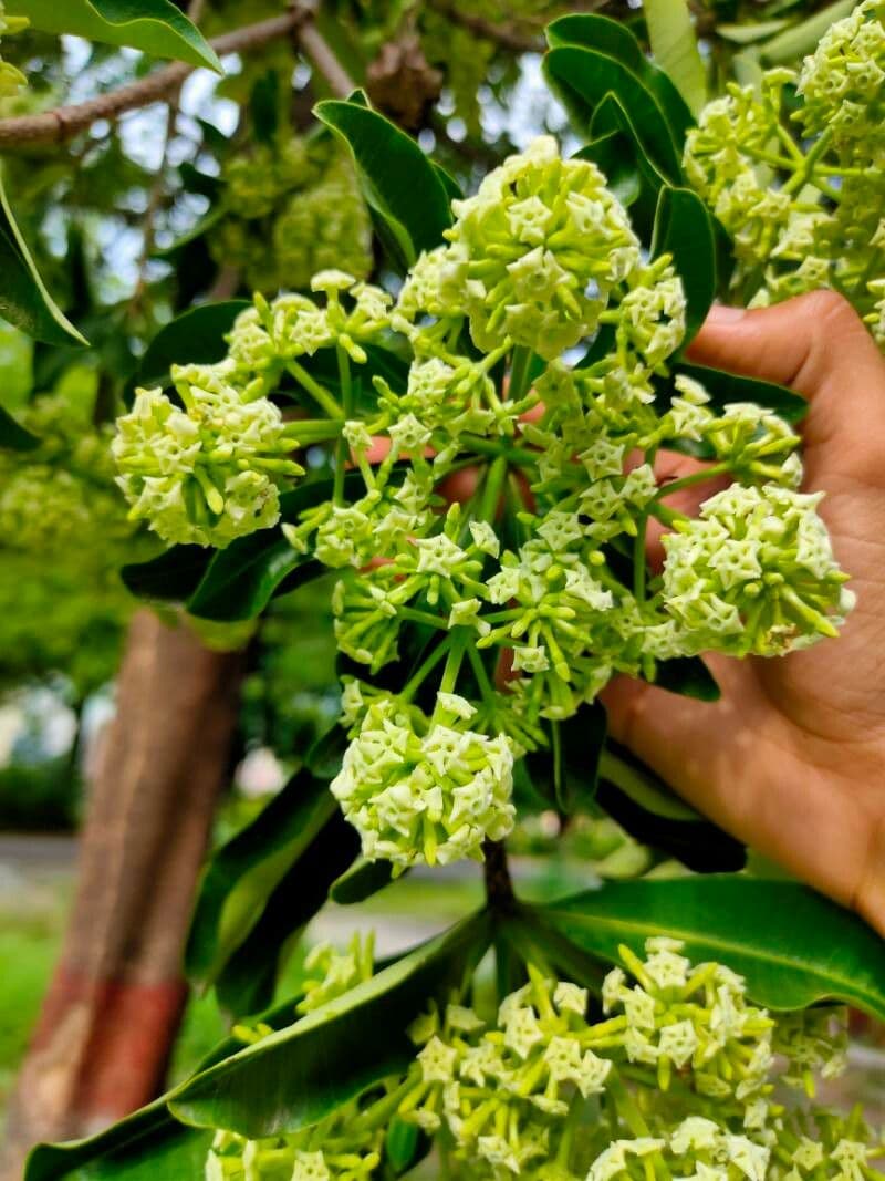 Alstonia 7