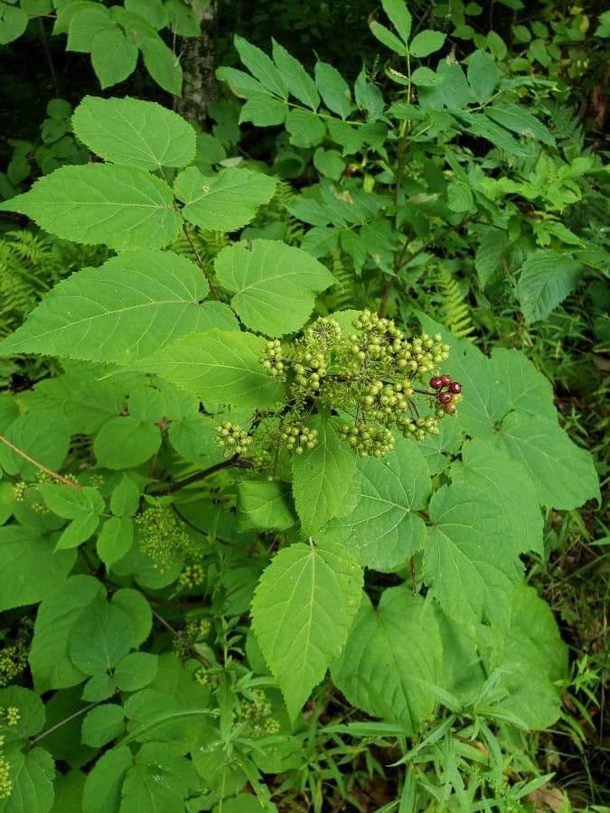 Araria racemosa 15