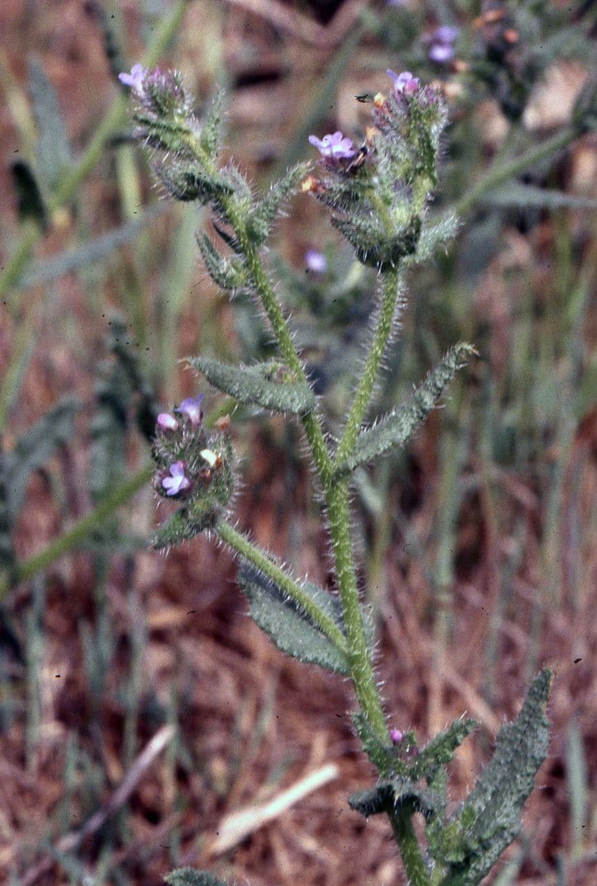 Buglossoide ondulata 8