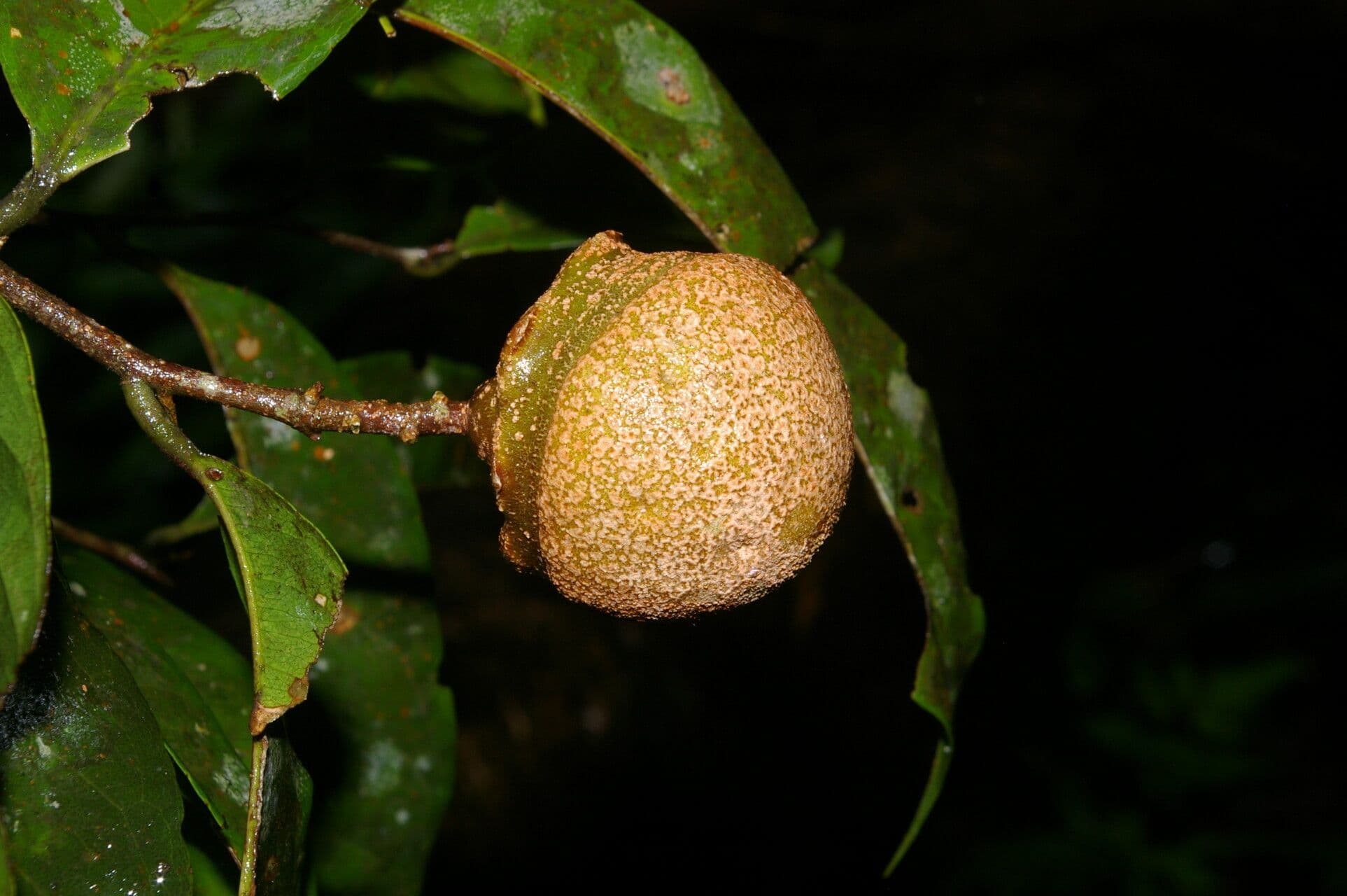 Eschweilera