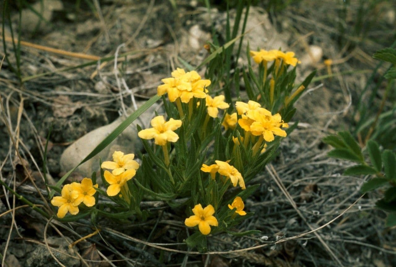 Lithospermum 7