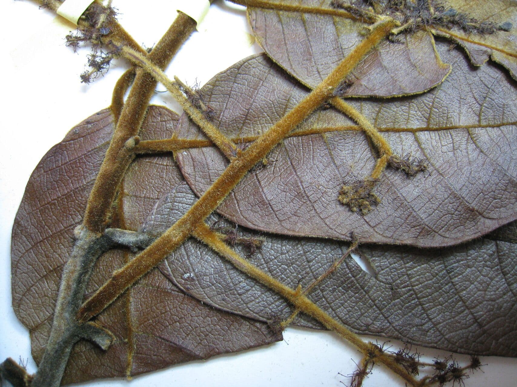 Drüsen-Hirtella 13