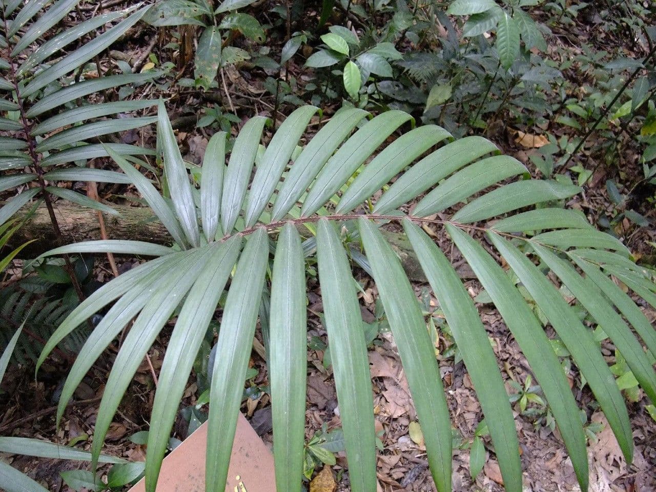 Euterpe