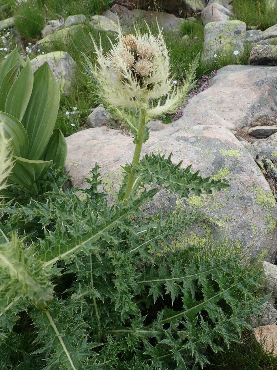 Cardo spinosissimo 27