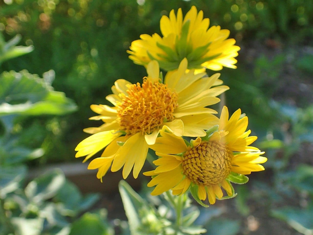 Sonnenwende 5