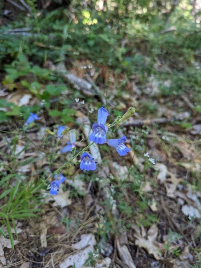 Schöne Bartblume 5