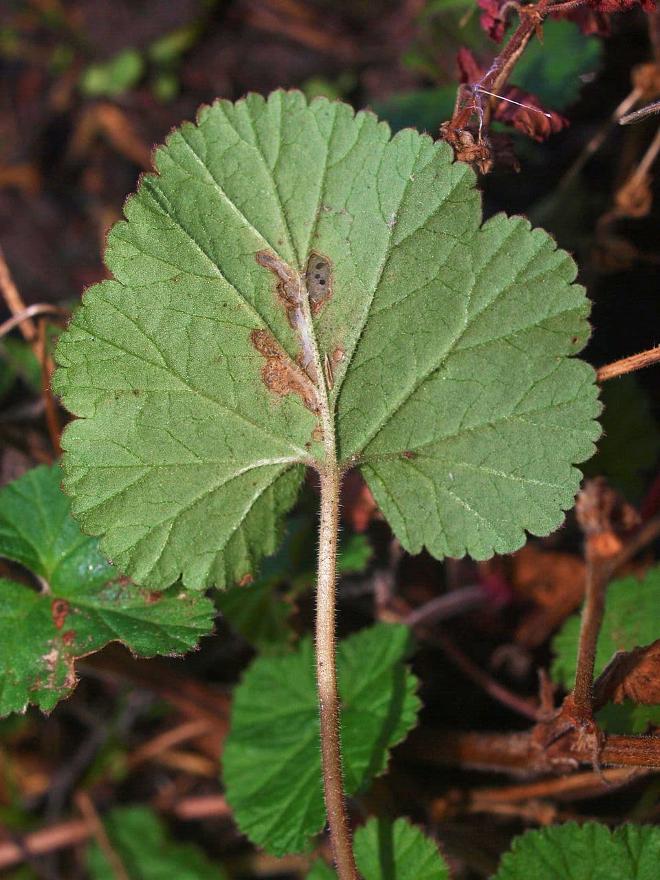 Pelargonium inodorum 11