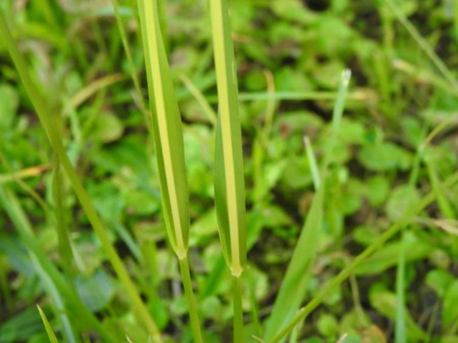 Espartillo 25