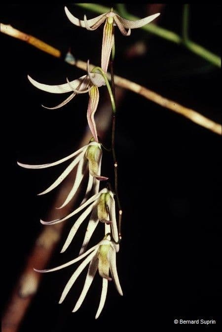 Dendrobium 2
