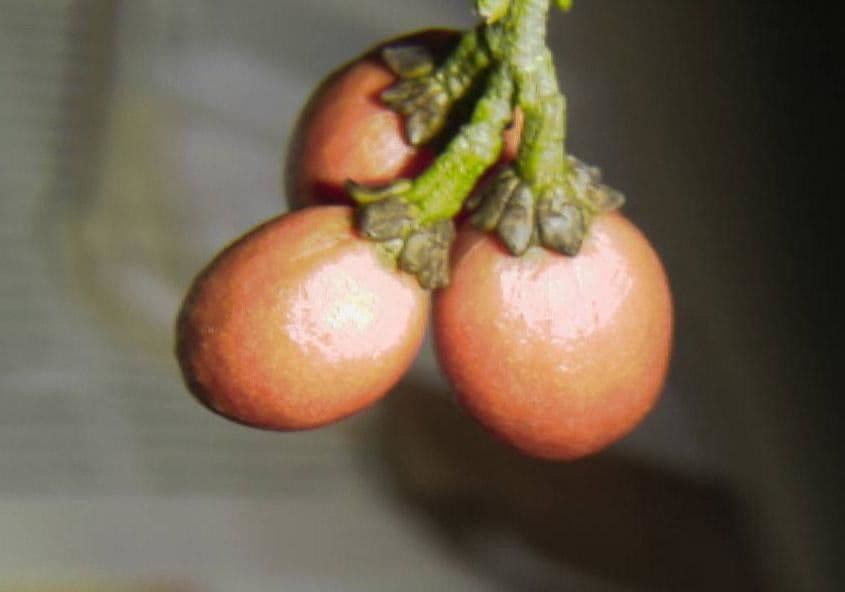 Bunchosia 3