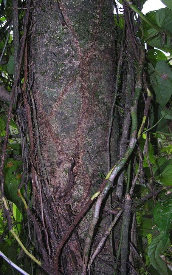 Cupania 13