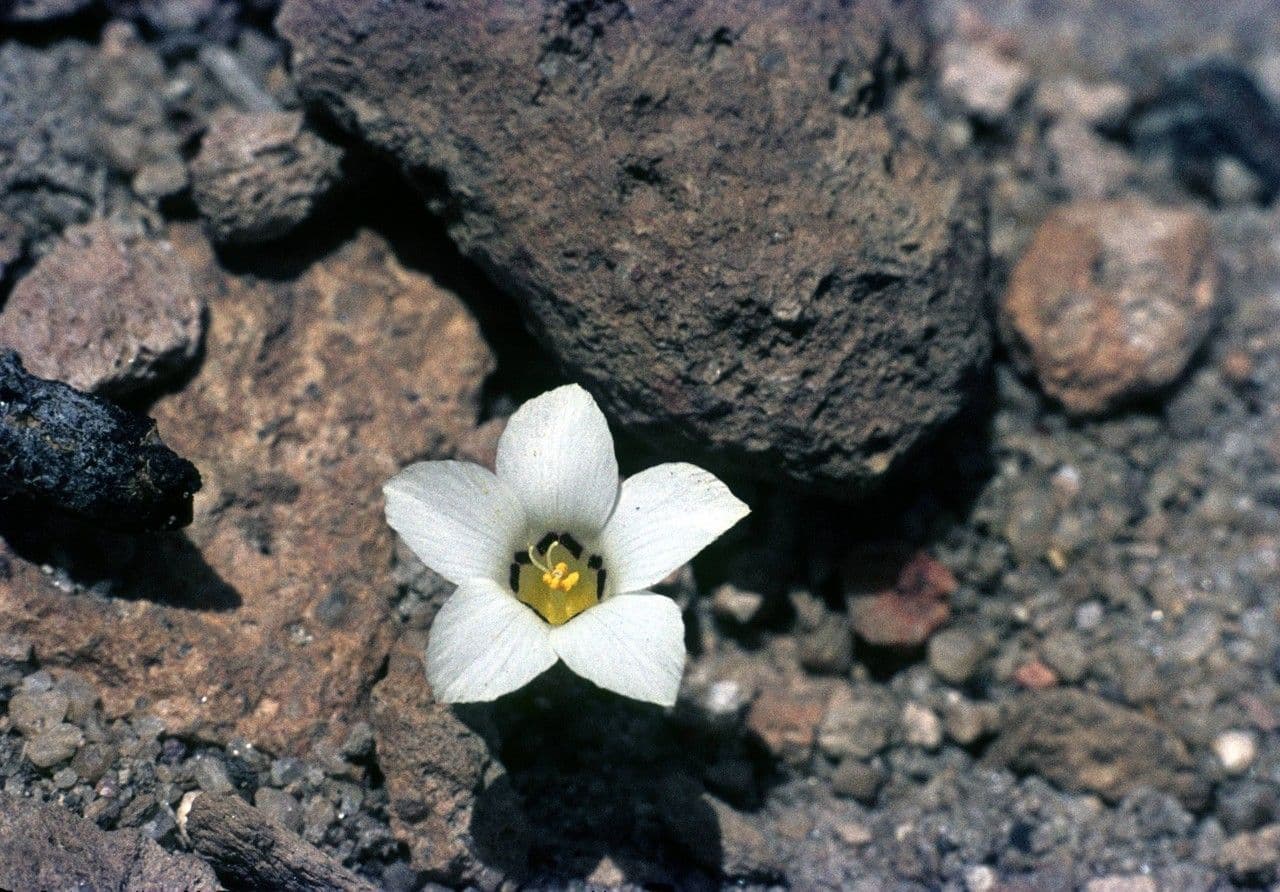 Linanthus 11