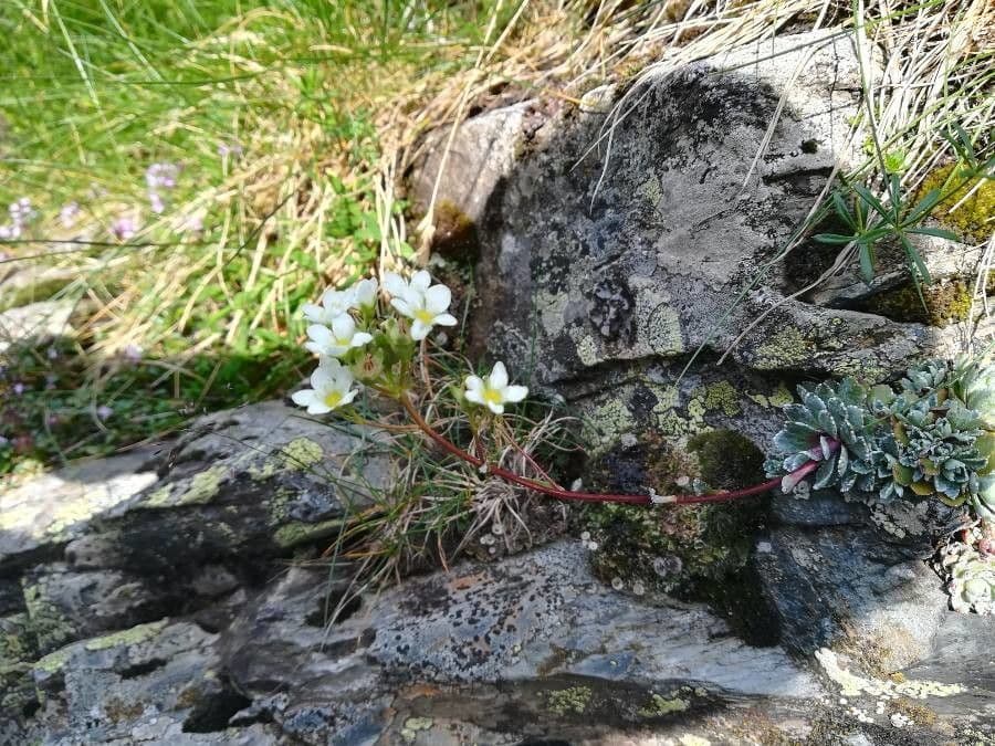 Saxifrage paniculée 28