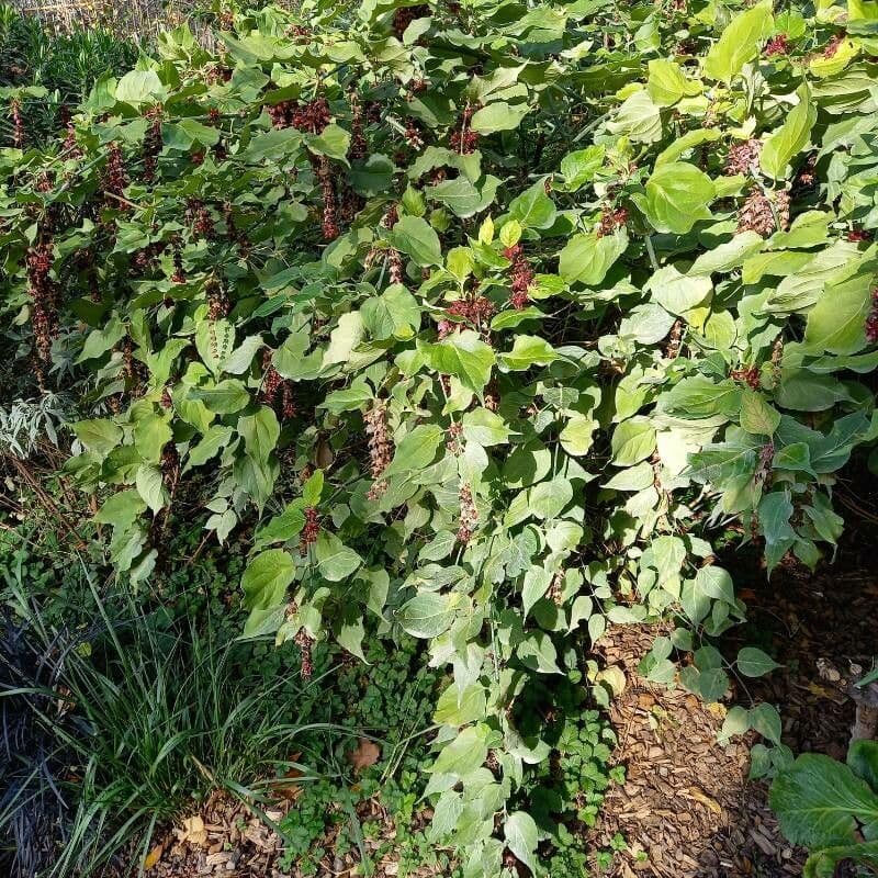 Leycesteria 13