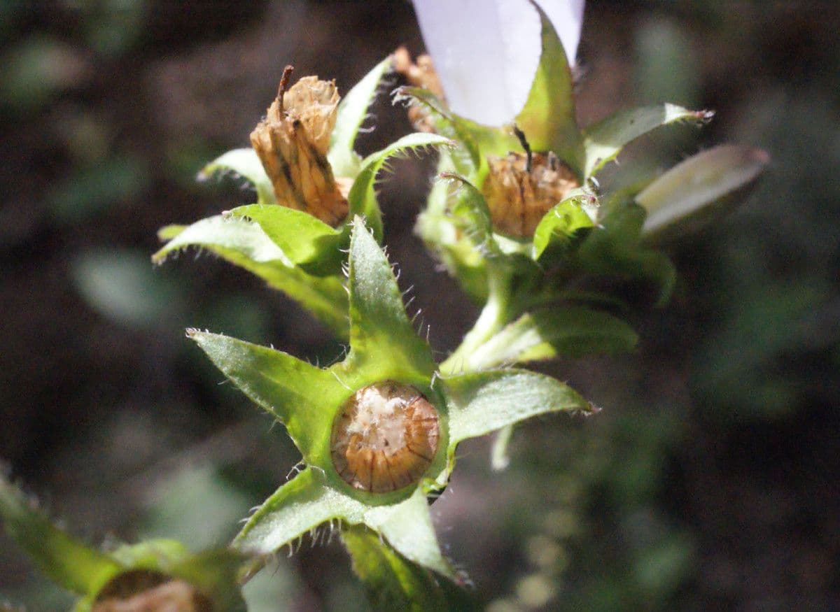 Breitblättrige Glockenblume 3