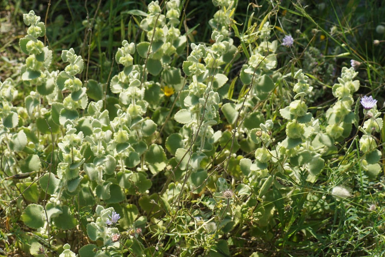 Pseudodictamnus 6