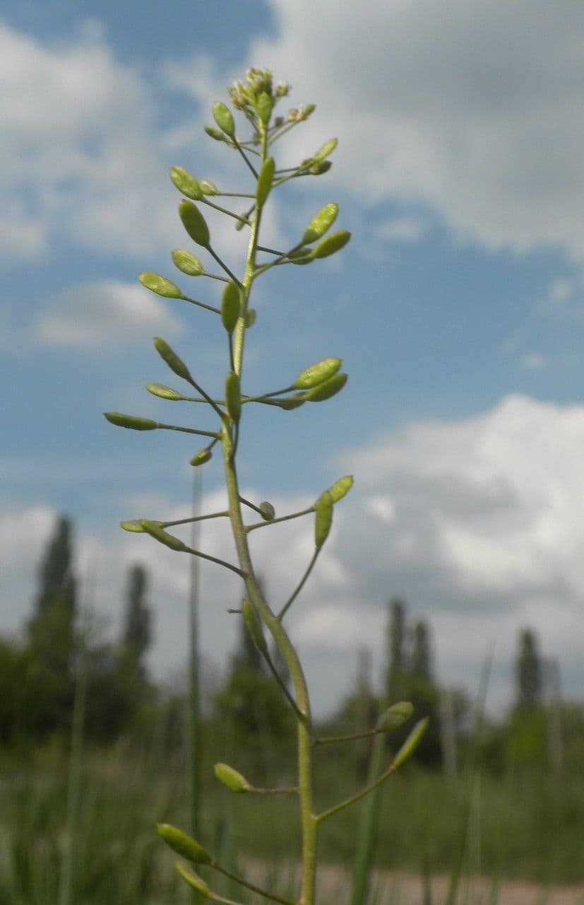 Draba murale 25