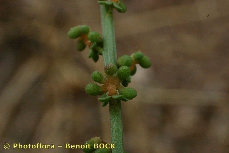 Sesamoides purpurascens 21