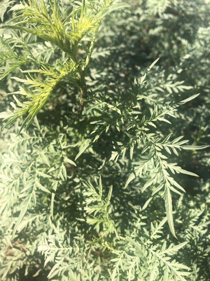 Bur ragweed 10