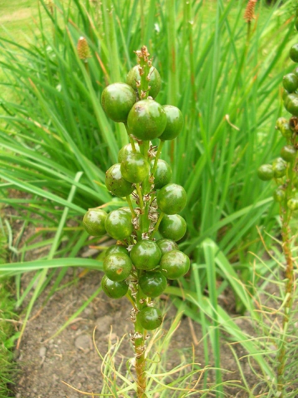 Königsspeer 2