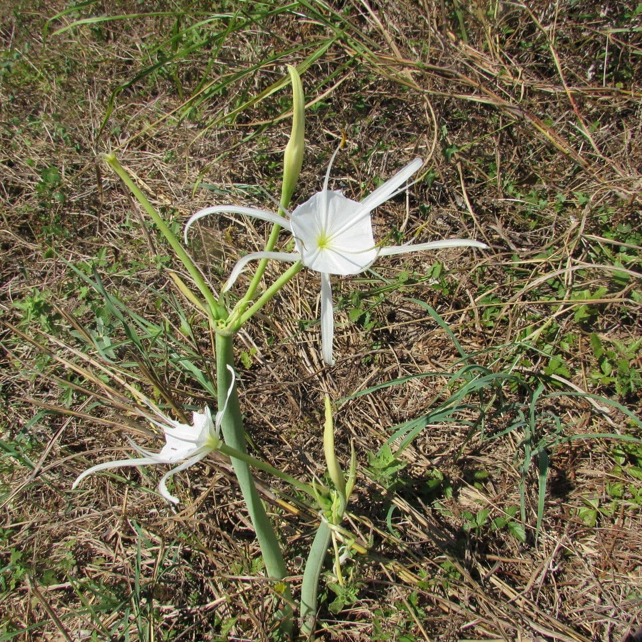 Hymenocallis 7