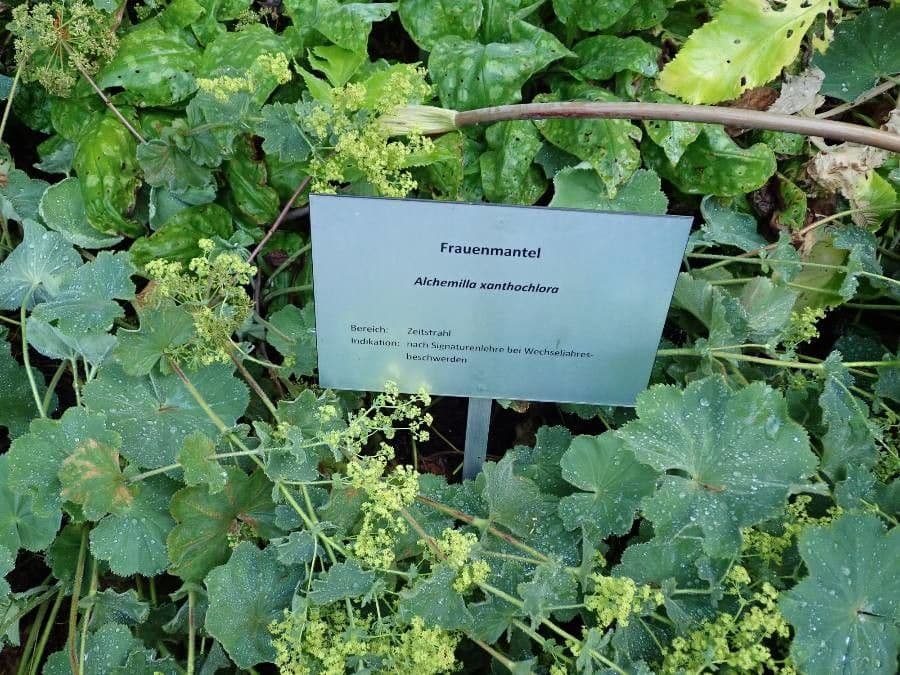 Alchemilla comune 23