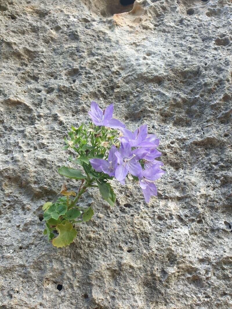 Campanula