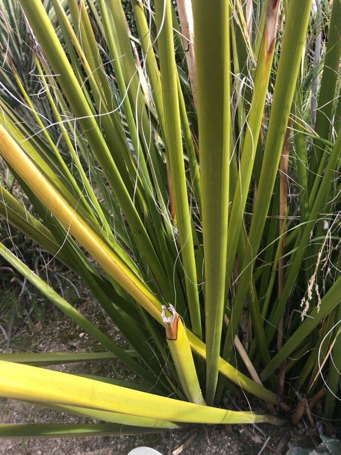 Hesperaloe 3