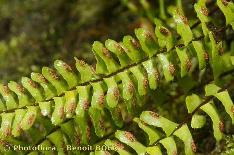 Asplenio monante