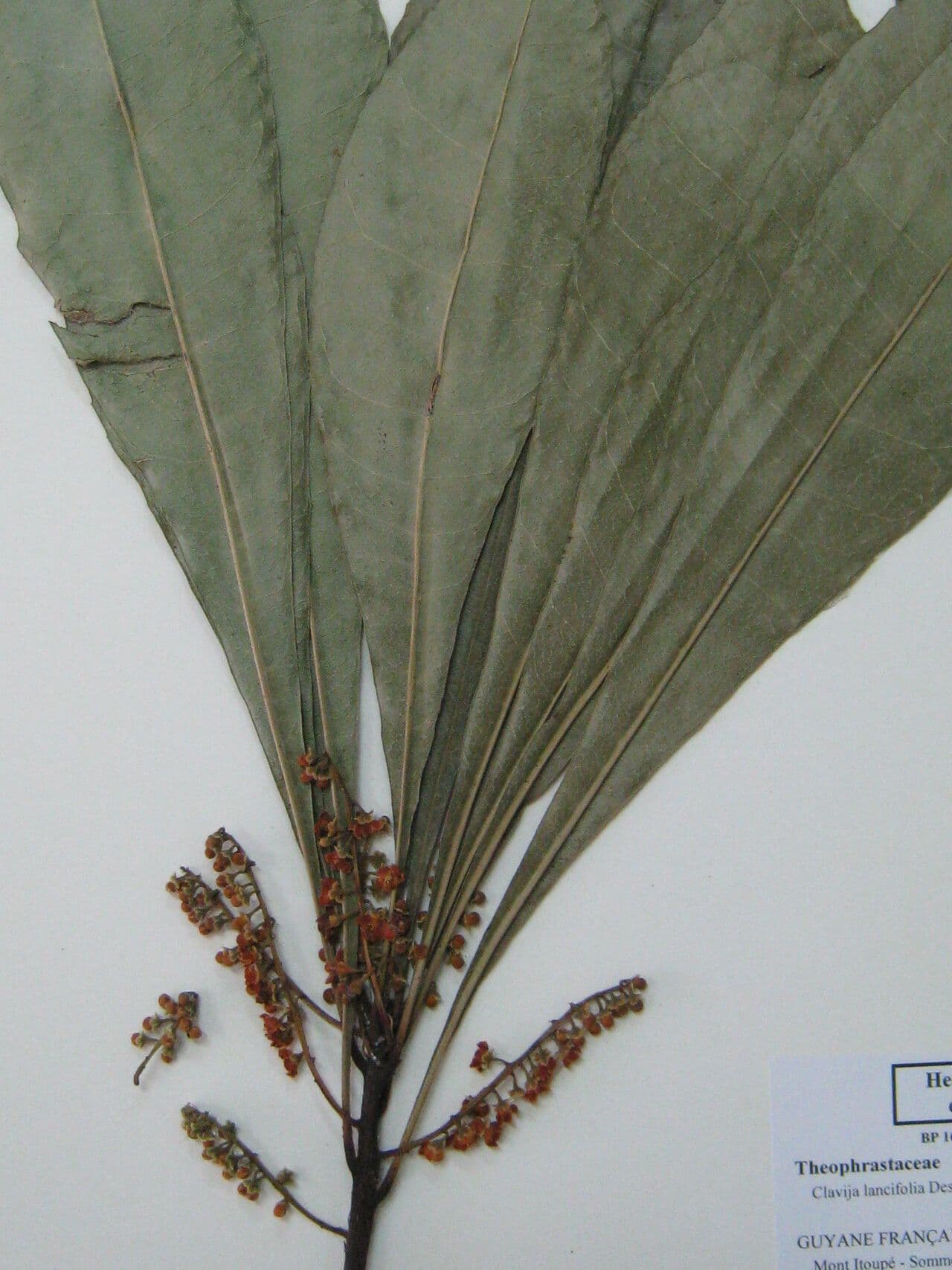 Clavija a foglie lanceolate 3