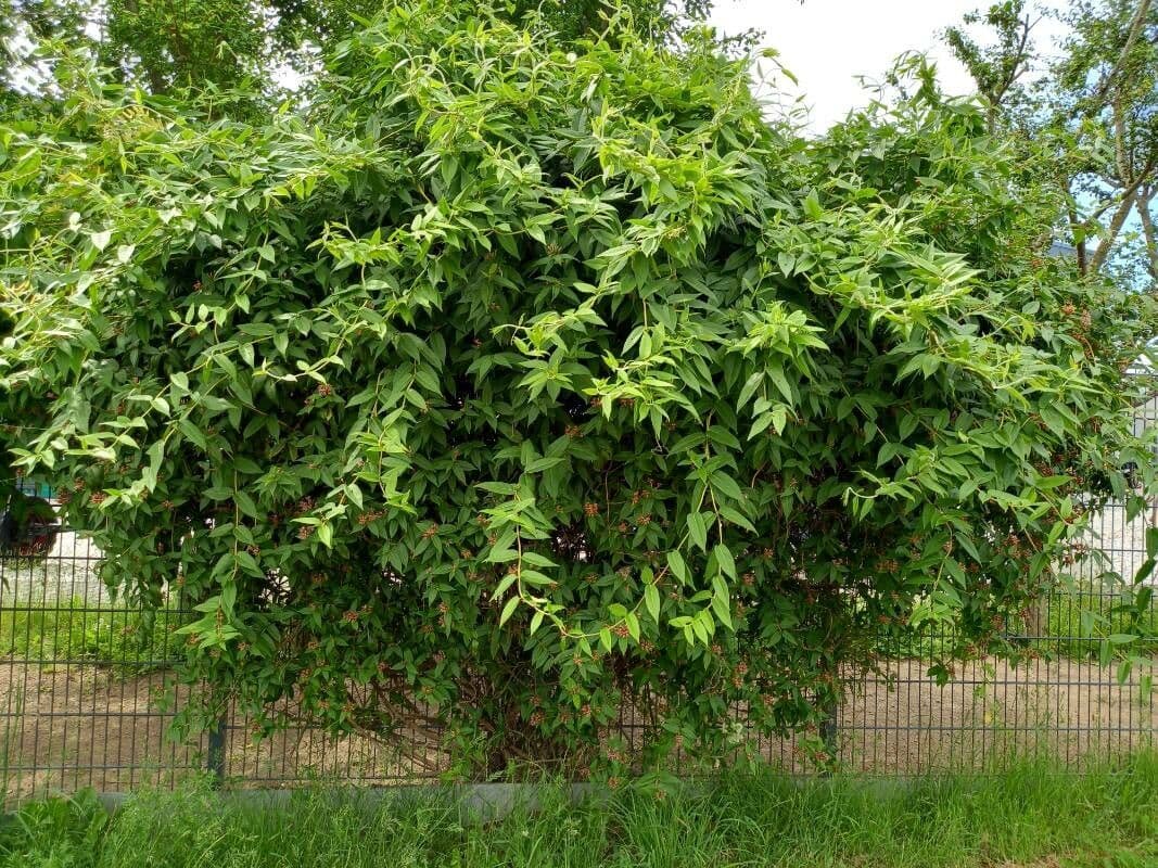 Caprifoglio tatarico 13