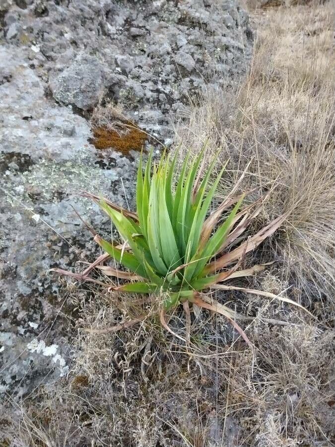 Agave filifera 13