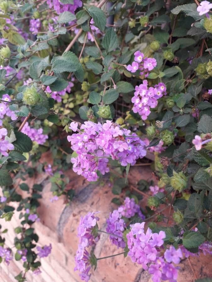 Lantana 7
