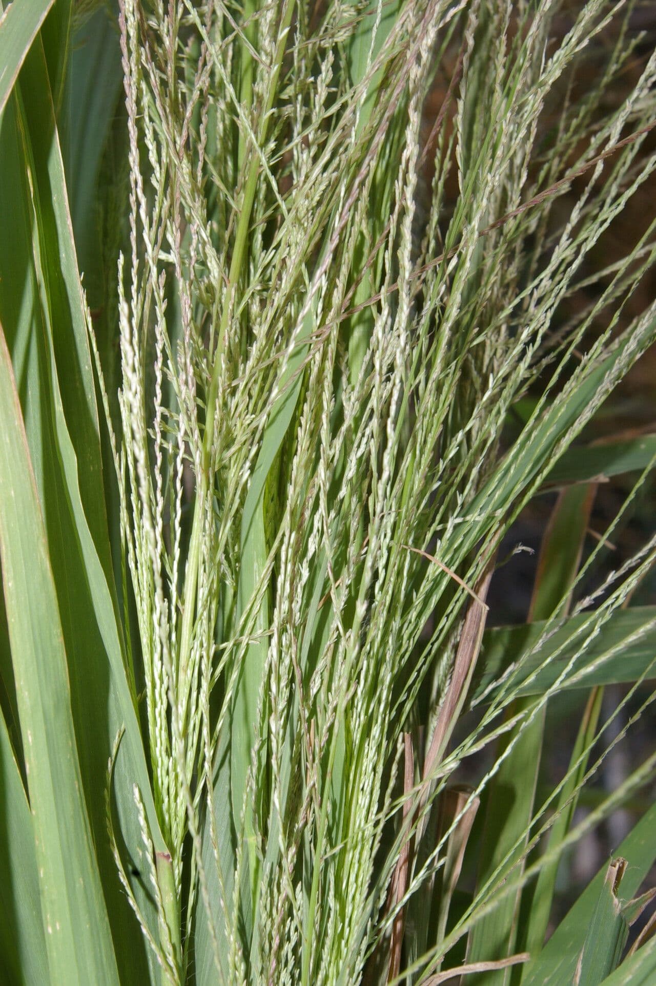 Leptochloa 2