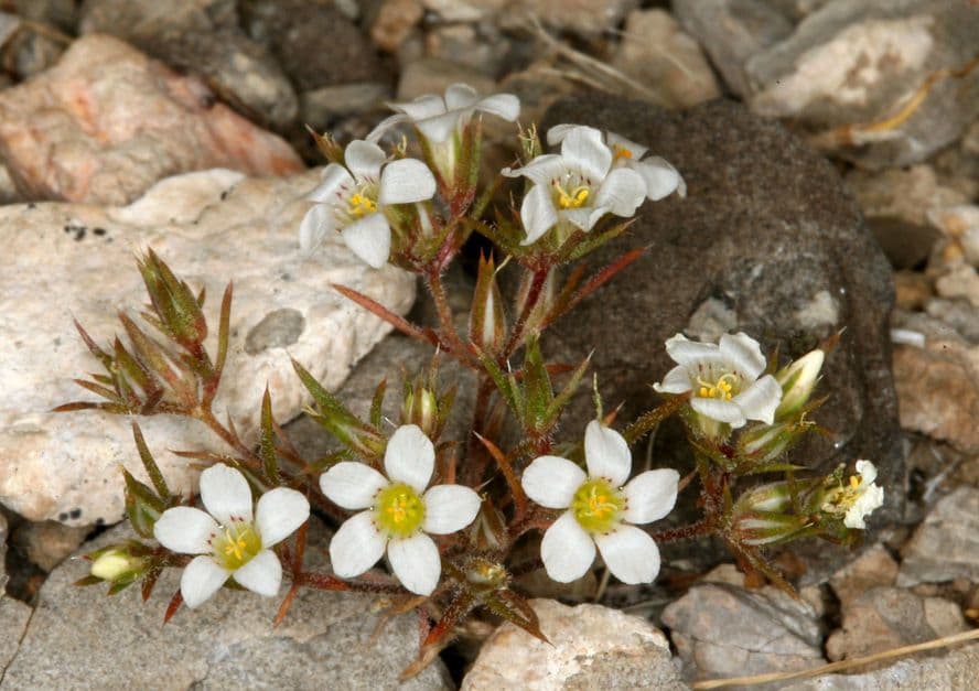 Linanthus basso 8