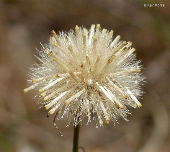 Erigeron