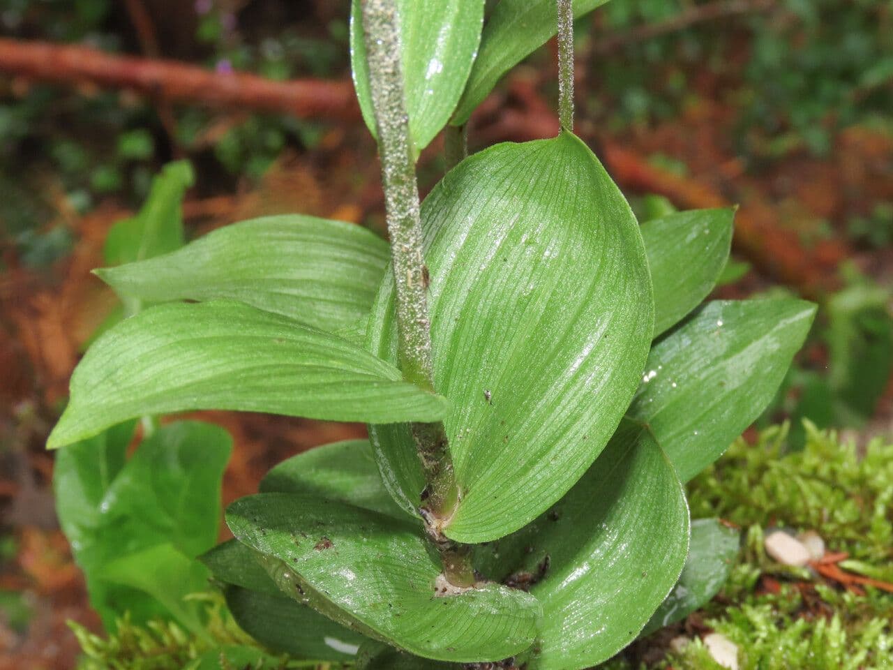 Elleborine violacea 20