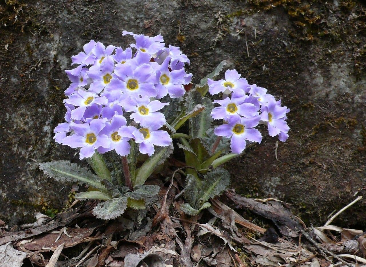 Primula 2