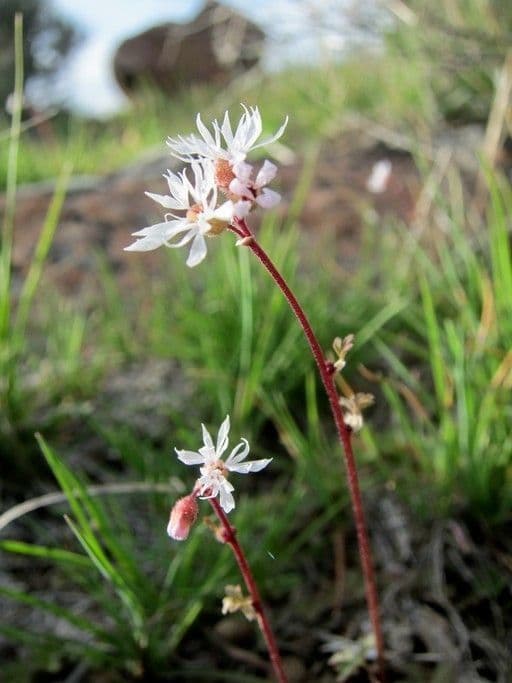 Lithophragma 9