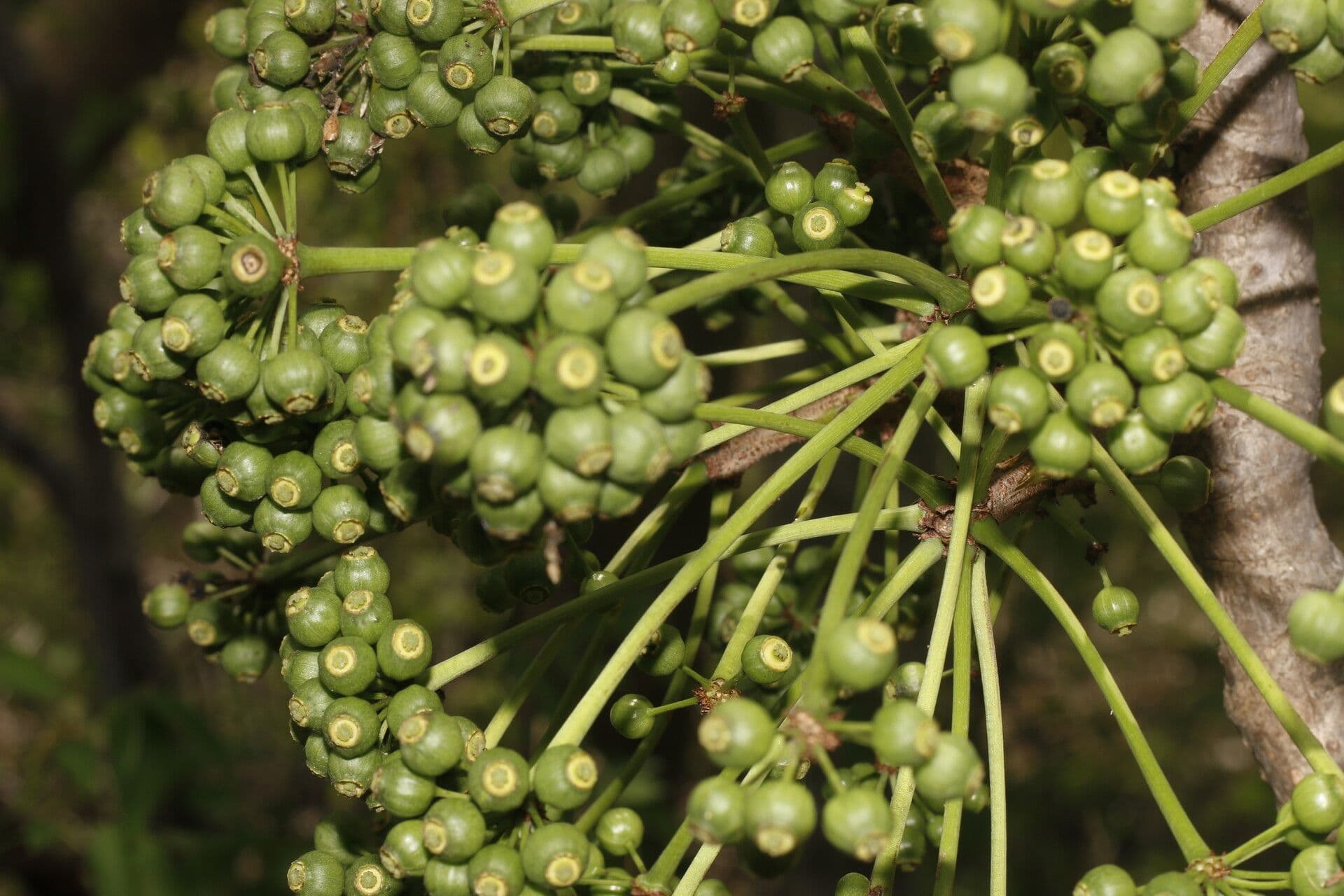 Aralia excelsa 3
