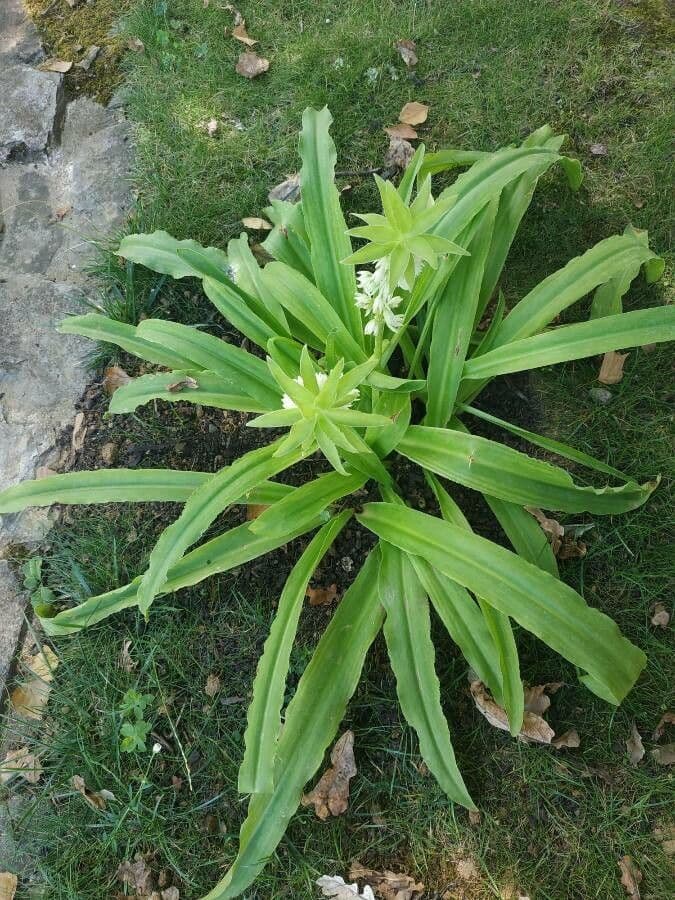Eucomis 7