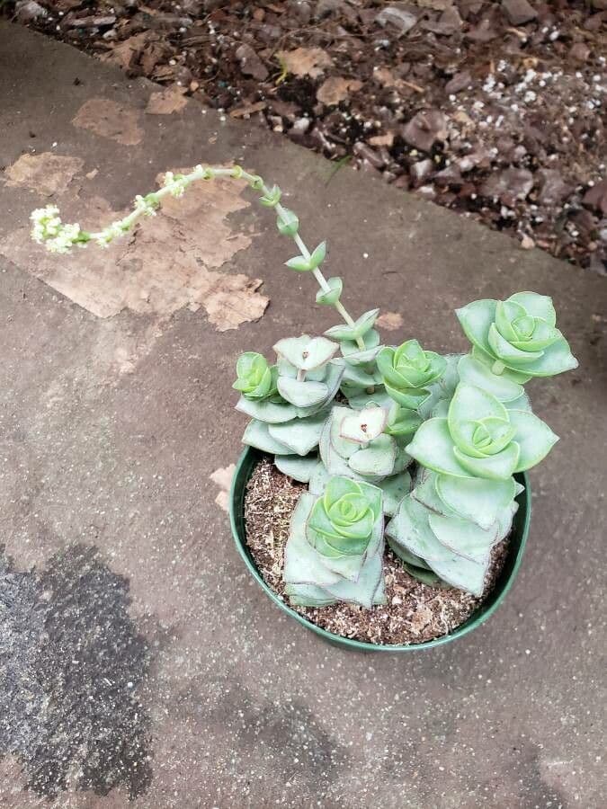 Crassula perforata 7